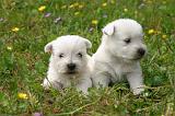 WESTIE 490